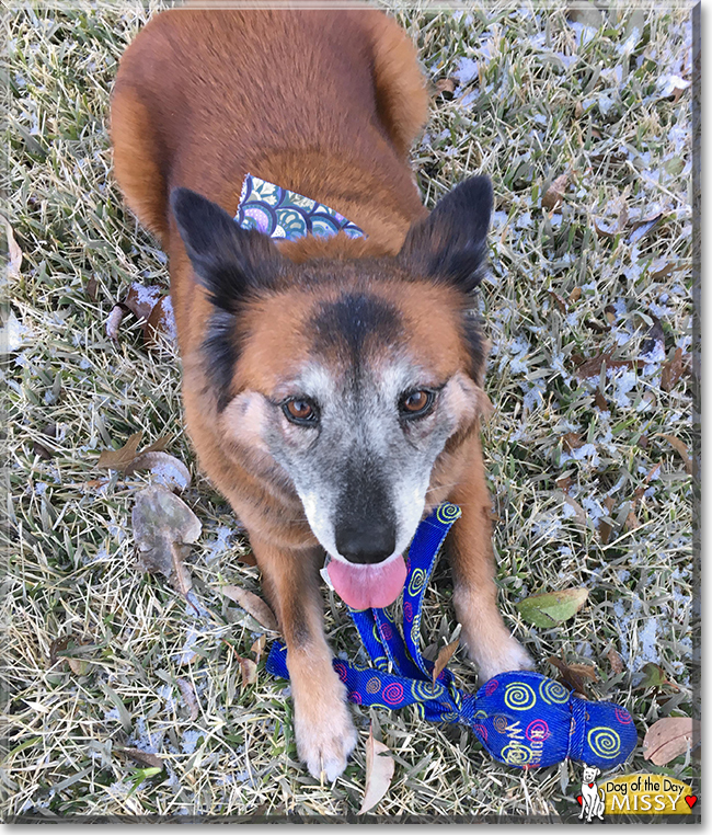 Missy Chow Chow/Keeshond mix May 7, 2017