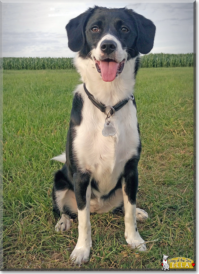 Ella Dog November 29, 2017