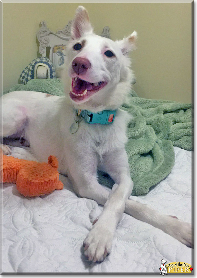 Piper Hound Mix April 13, 2018