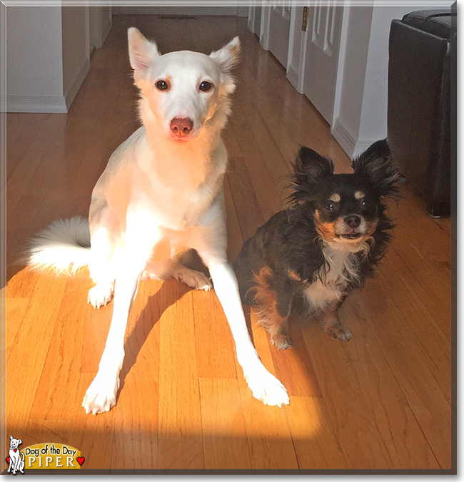 Piper Hound Mix April 13, 2018