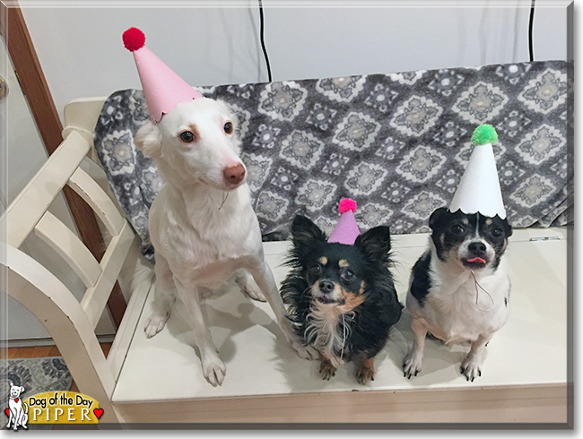 Piper Hound Mix April 13, 2018