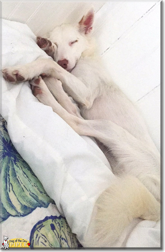 Piper Hound Mix April 13, 2018