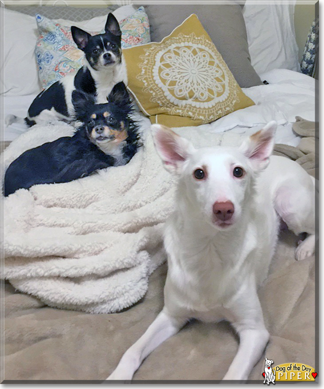 Piper Hound Mix April 13, 2018