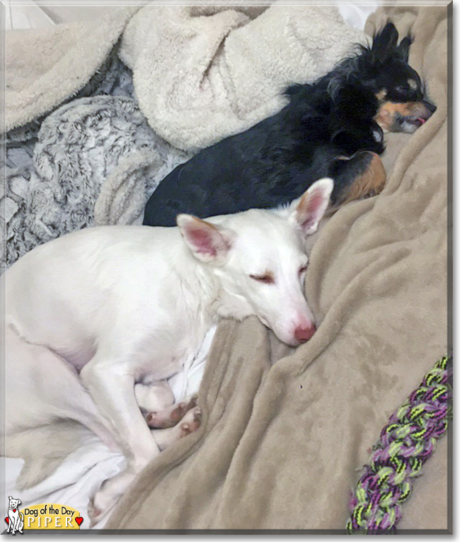 Piper Hound Mix April 13, 2018