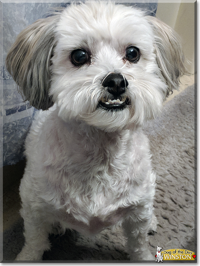 Winston Lhasa Apso, Bichon Frise mix February 11, 2018