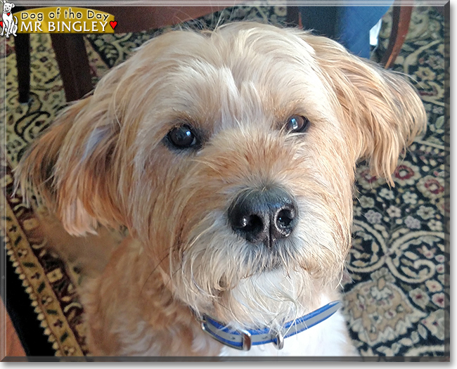 Mr. Bingley Wheaten Terrier mix January 10, 2018