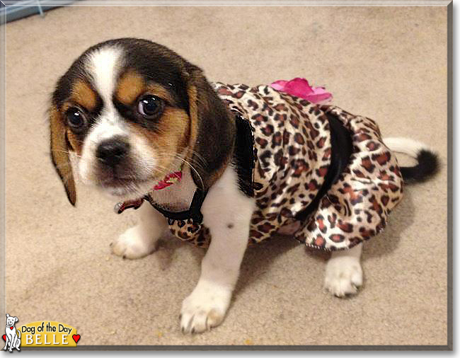 Belle Pekinese, Beagle mix July 14, 2018