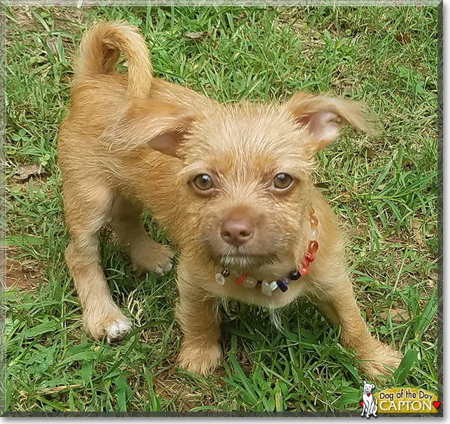 Capton Shih Tzu, Chihuahua mix July 25, 2018