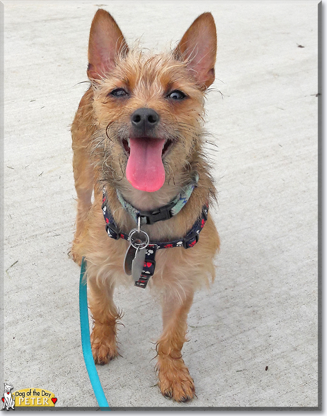 Peter Chihuahua, Yorkshire Terrier mix June 3, 2018