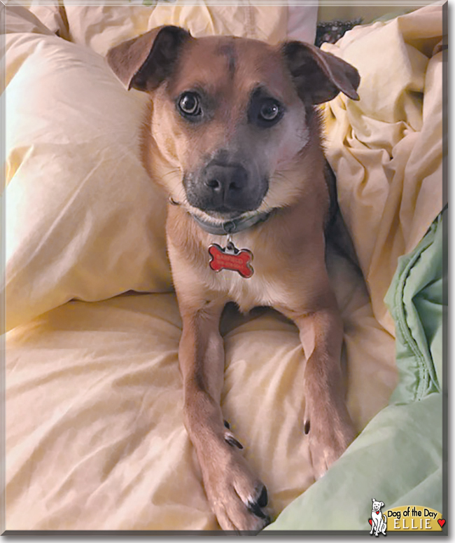 Ellie German Shepherd, Chihuahua mix March 1, 2018