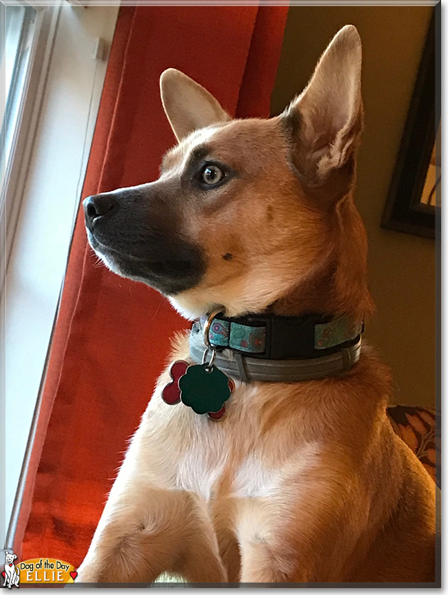 Ellie German Shepherd, Chihuahua mix March 1, 2018