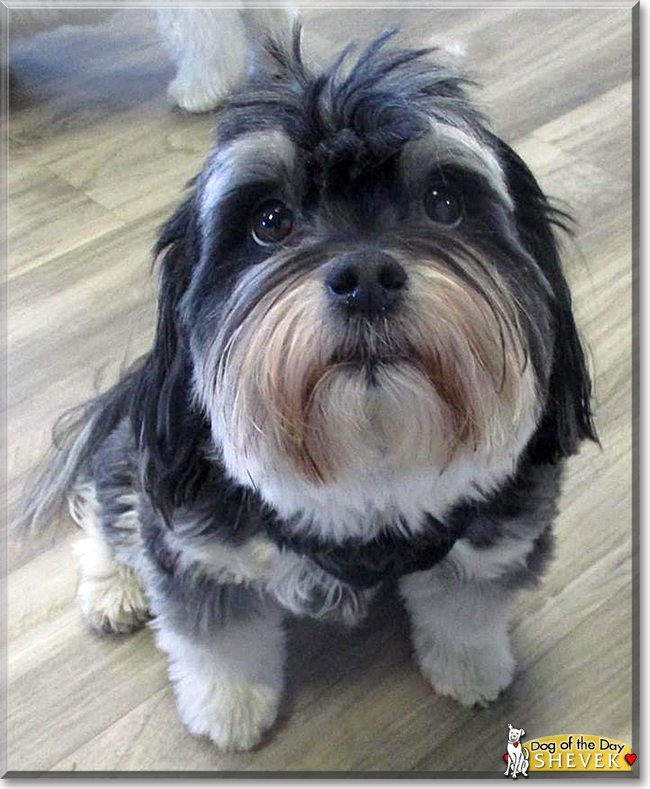 Black Pomeranian Maltese Mix