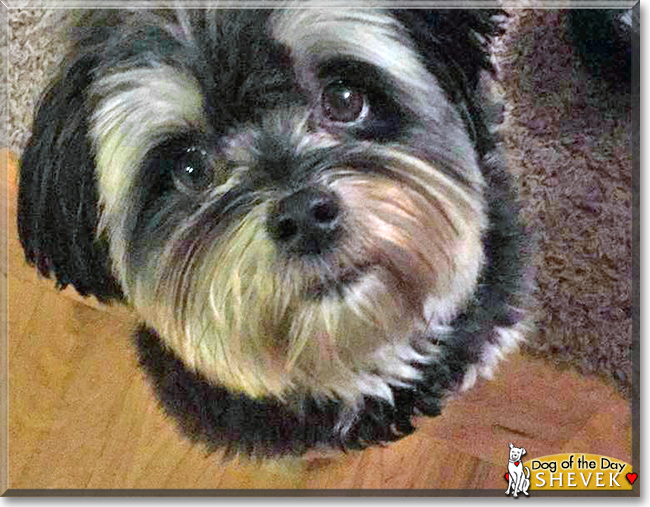 Shevek Maltese, Pomeranian mix March 8, 2018