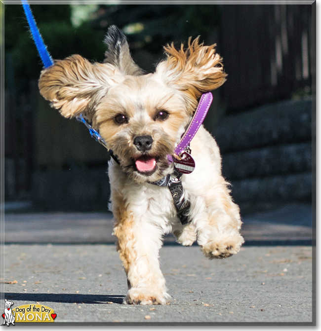 Mona Bichon Frise, Yorkshire Terrier mix May 22, 2018