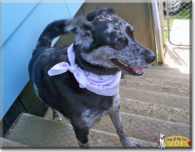 Zoe Dog November 25, 2018