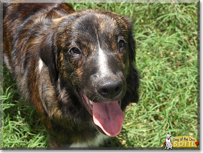Sofie Mastiff, Golden Retriever mix October 01, 2018