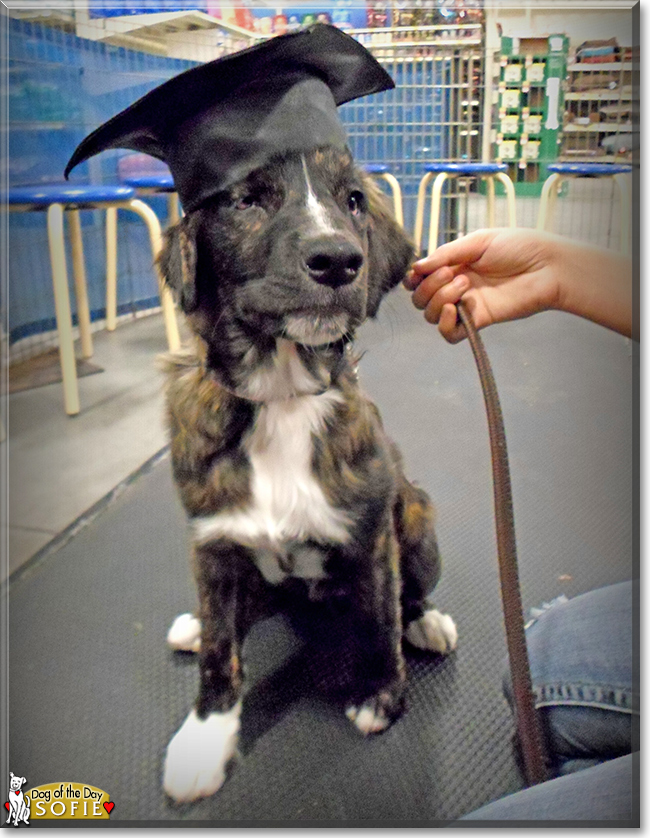 Sofie Mastiff, Golden Retriever mix October 01, 2018