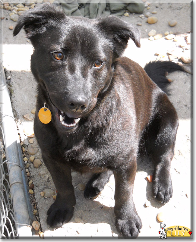 Lily Labrador, mix October 10, 2018