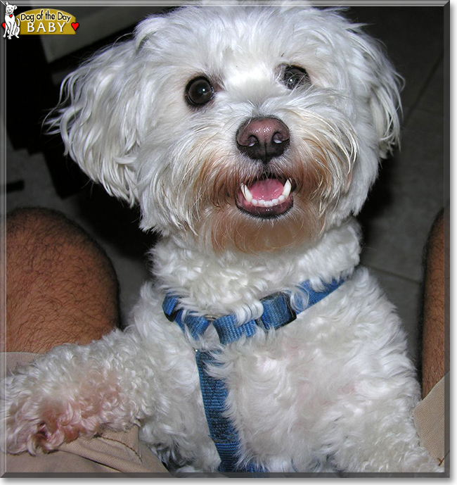 Baby Maltese, Bichon Frise mix February 4, 2019