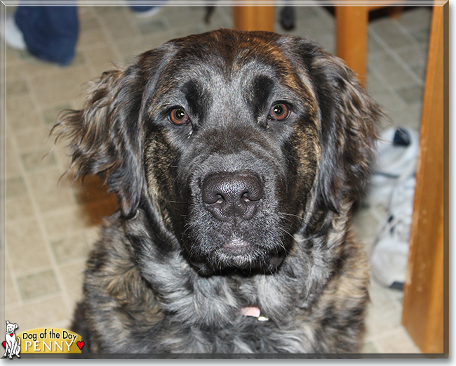 Penelope Golden Retriever, Saint Bernard mix September 29, 2019