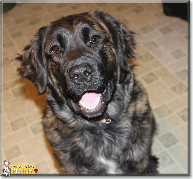 Penelope Golden Retriever, Saint Bernard mix September 29, 2019