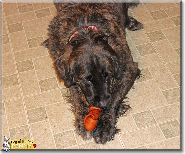 Penelope Golden Retriever, Saint Bernard mix September 29, 2019