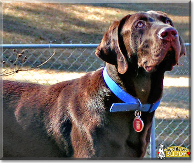 Top 104+ Pictures Pictures Of Lab Great Dane Mix Excellent