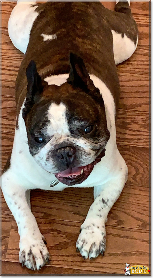 Bodie French Bulldog July 23, 2020