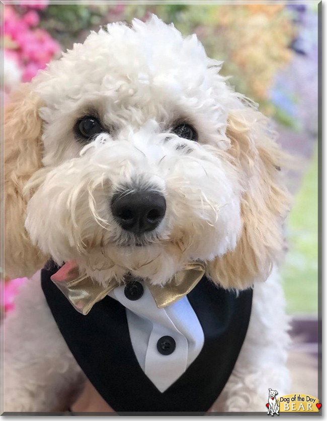 Bear Miniature Poodle, Golden Retriever mix November 19, 2020