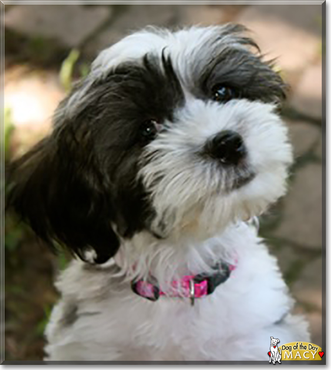 Macy Bichon Frise, Lhasa Apso mix October 12, 2020