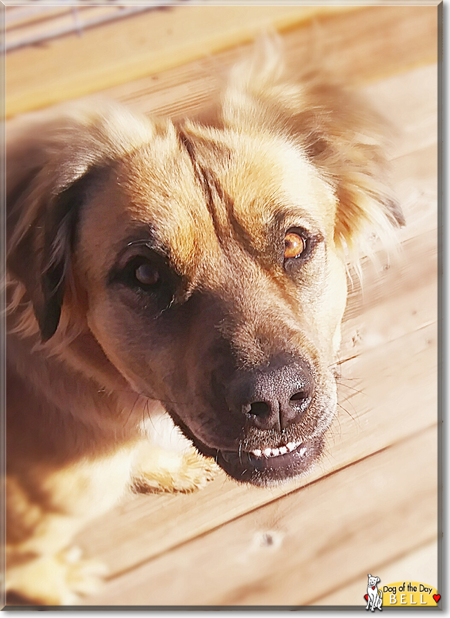 Saint Bernard Golden Retriever Mix