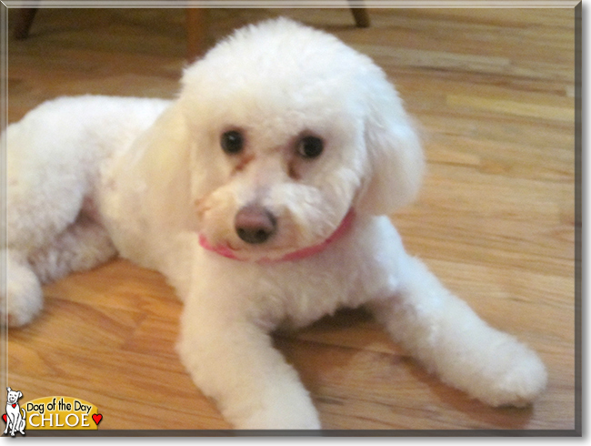 Chloe Bichon Frise January 25, 2021
