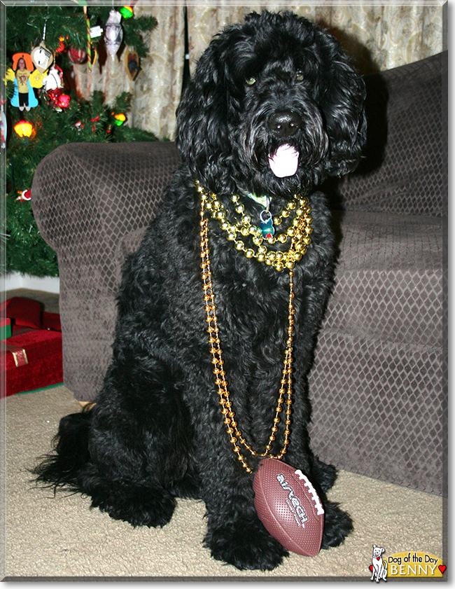 Benny Golden Retriever, Standard Poodle mix March 15, 2021