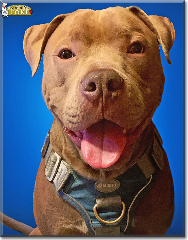 Rottweiler And Blue Nose Pitbull Mix