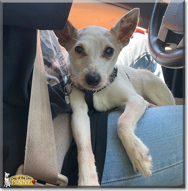 Penny Rat Terrier, Chihuahua mix October 13, 2022