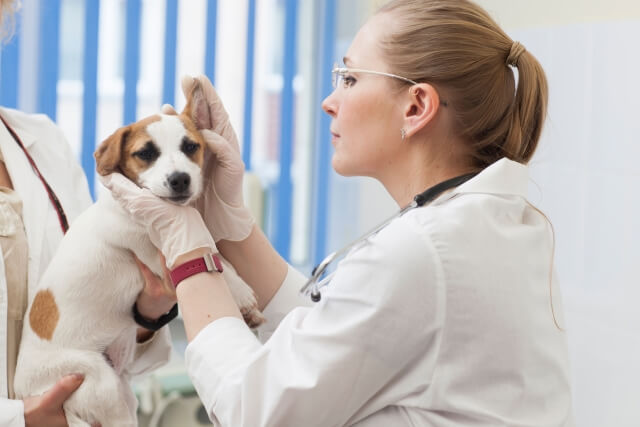犬の健康診断で病気を早期発見！検査内容や費用まとめ DOGOHマガジン