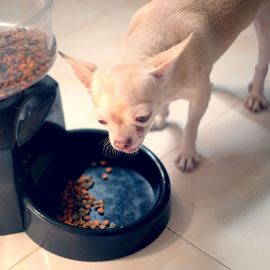 Best Automatic Dog Feeder • Reviews & Buying Guide for 2024 • Dogoka