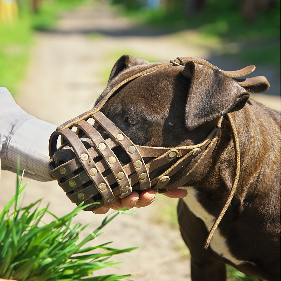 Best Dog Muzzle • Reviews & Buying Guide for 2024 • Dogoka