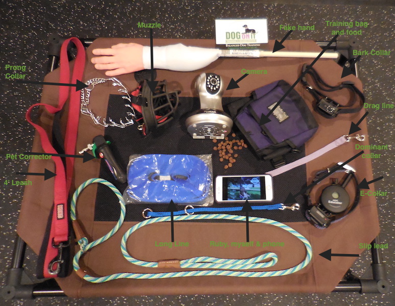 FAQ’S Dog On It Training & Rehab Omaha, Council Bluffs and surrounding areas Dog Obedience