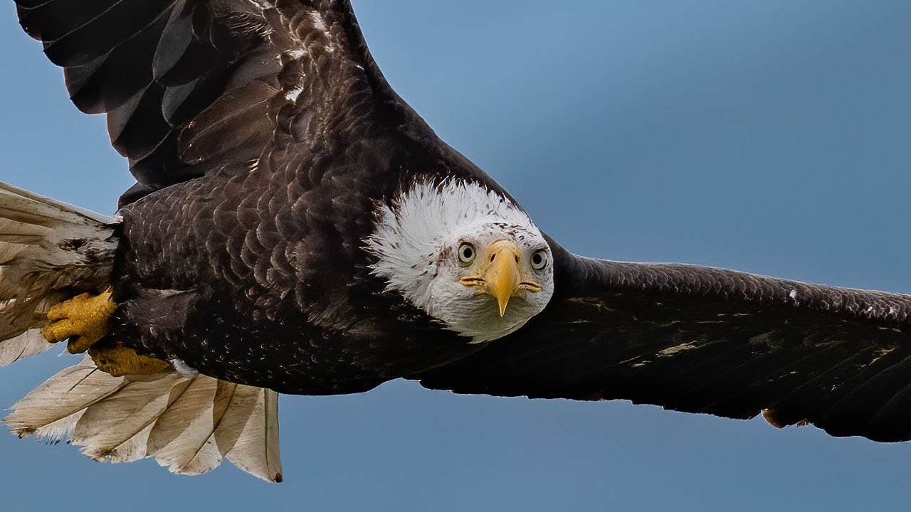 Ohio Bald Eagle Population On The Rise Do Good U