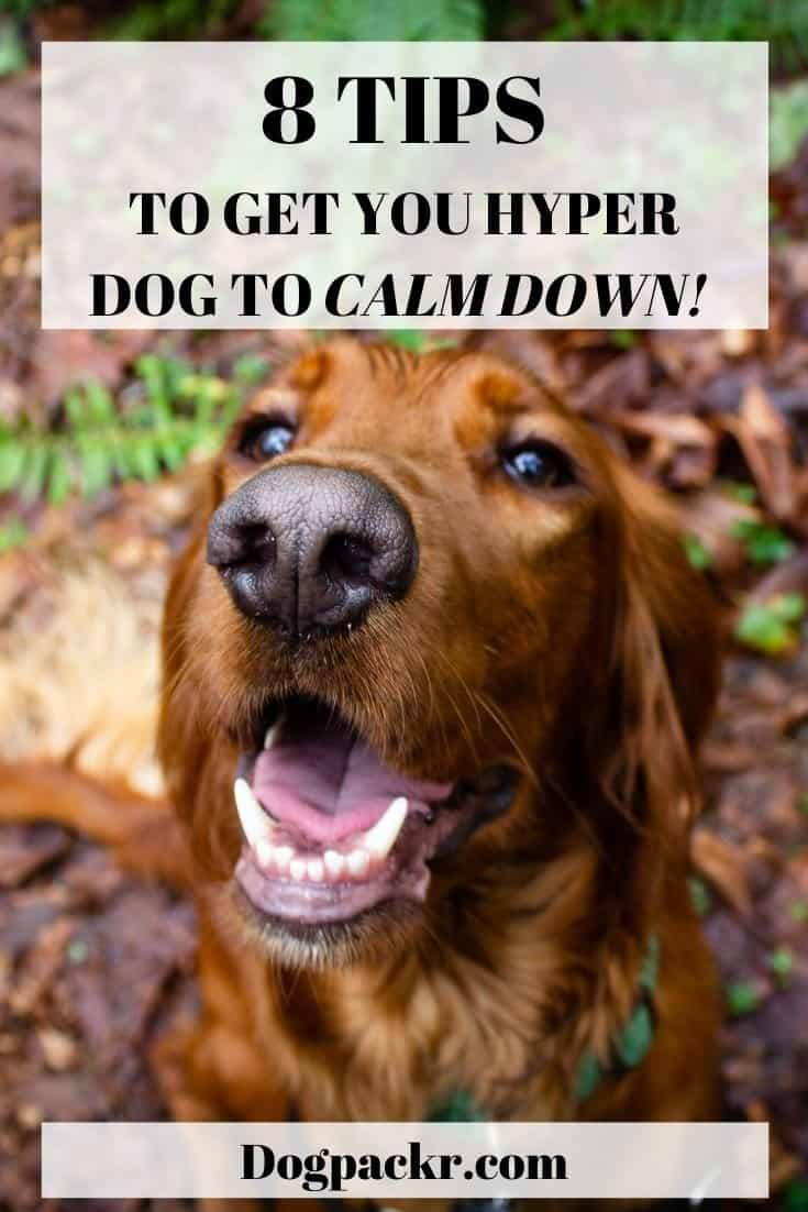 My dog is hyperactive all the time 8 things you can do dogpackr