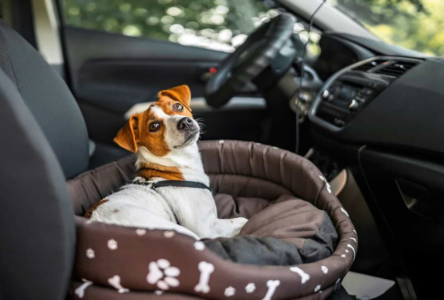 How to cure dog car anxiety help your dog to enjoy rides dogpackr