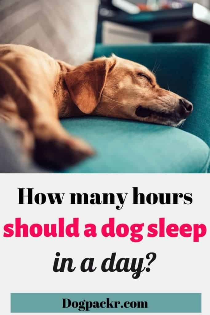 How many hours a day should a 2 year old dog sleep
