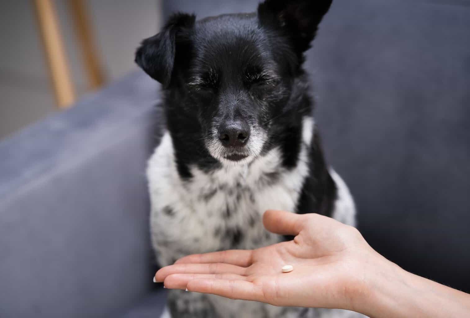11 Tricks to Get a Stubborn Dog to Take a Pill dogpackr