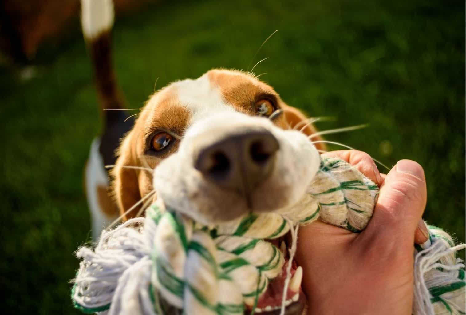 My dog jumps and bites when playing what can I do? dogpackr