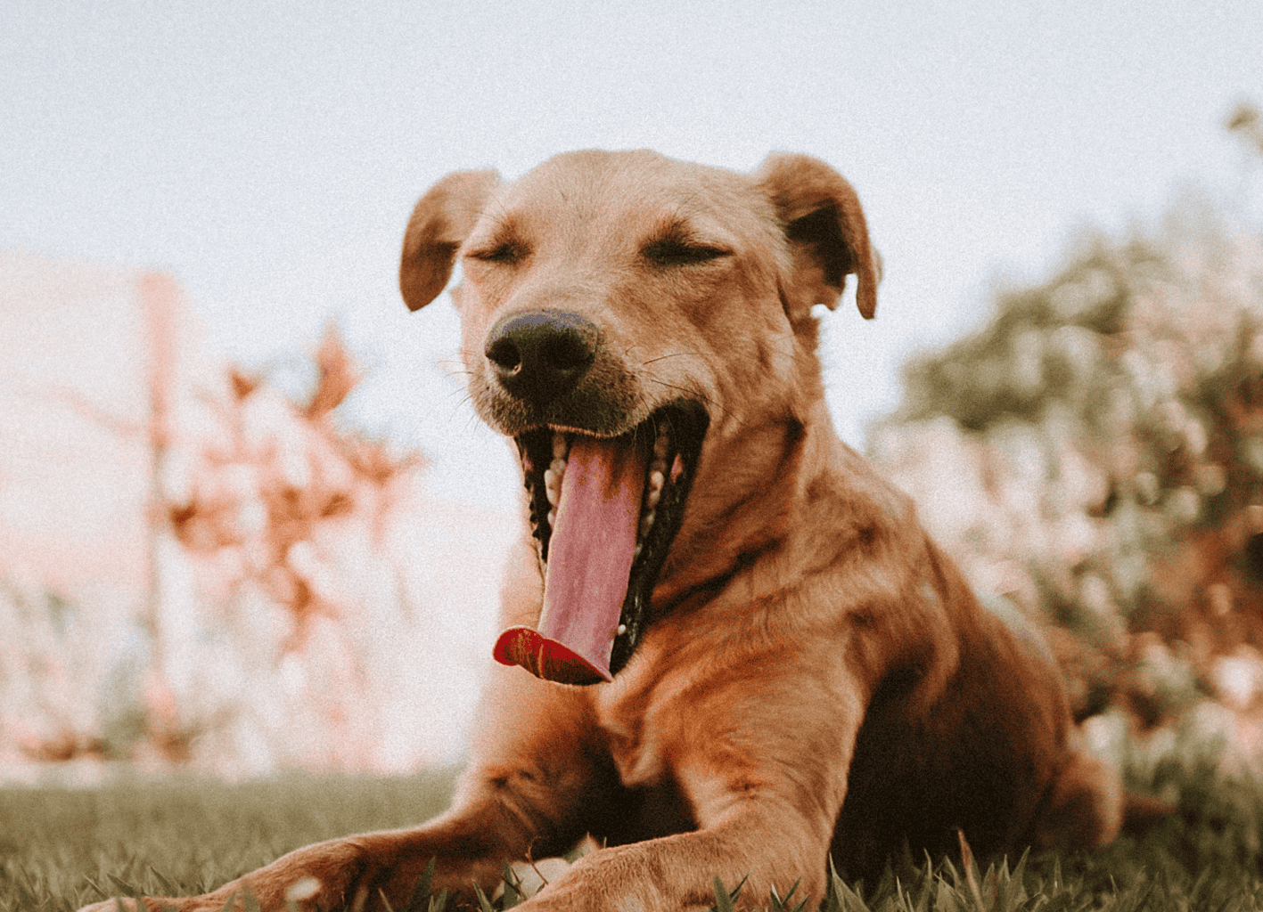 Why Does My Dog Burp So Much? dogpackr