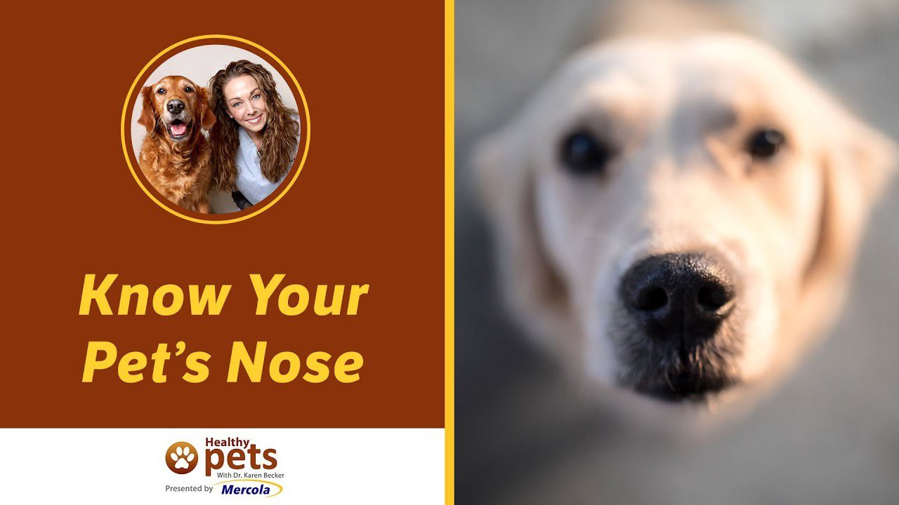 Can A Dogs Nose Change From Black To Brown