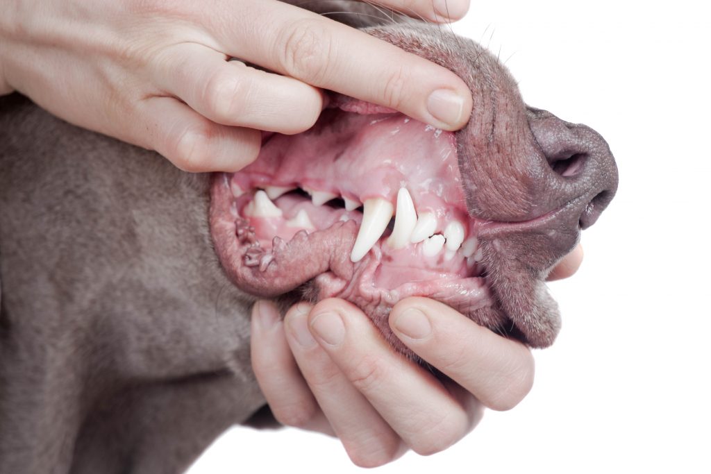 How Do You Know If Your Dogs Teeth Hurt