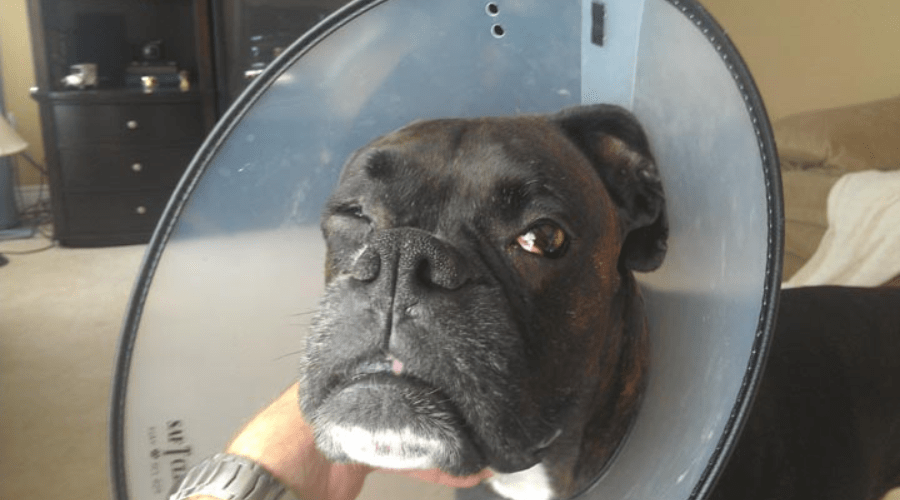 What Is Wrong With My Boxers Eye