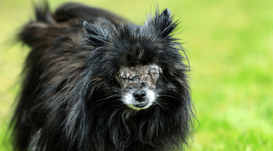 How Much Does It Cost To Have A Dogs Eye Removed